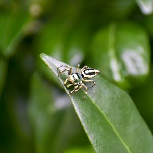 Sea-green Jumping Spider (Cosmophasis thalassina)