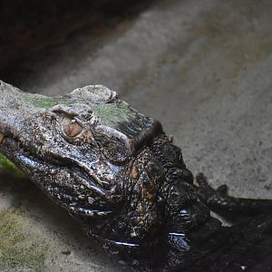 Cuvier's dwarf Caiman