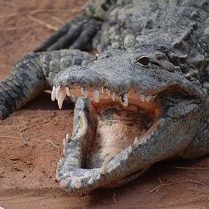 Nile crocodile