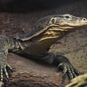Asian water monitor