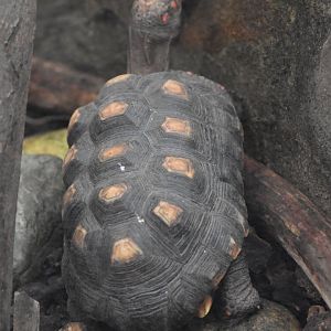 Red-footed tortoise