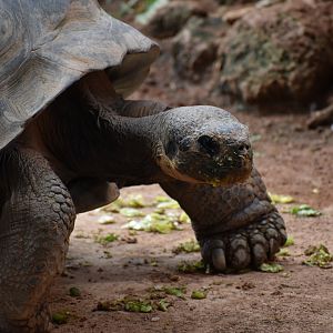 Galápagos tortoise
