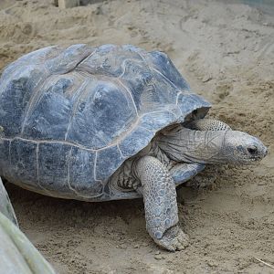 Aldabra giant tortoise