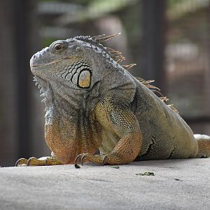 Green iguana
