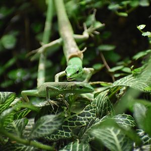 Sakishima grass lizard