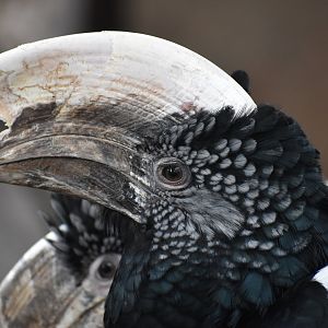 Silvery-cheeked hornbill