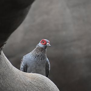 Speckled pigeon