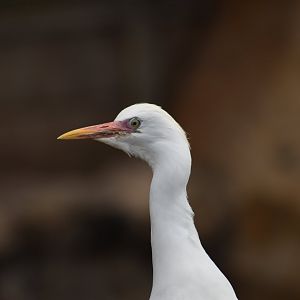 Western cattle egret