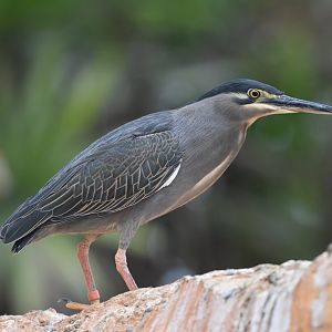 Striated heron