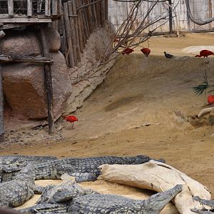 Various birds and crocodiles ...