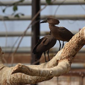 Hamerkop