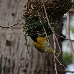 Village weaver