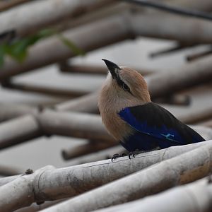 Blue-bellied roller