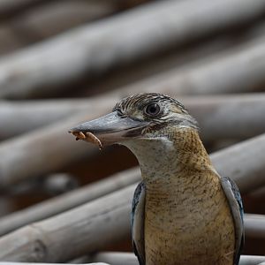 Blue-winged kookaburra