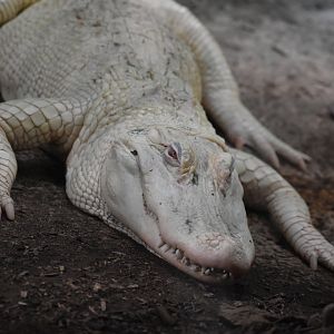 albino American alligator