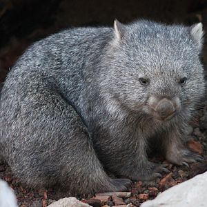 Tasmanian wombat (Vombatus ursinus tasmaniensis)