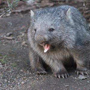 Tasmanian wombat (Vombatus ursinus tasmaniensis)