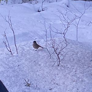 siberian jay Perisoreus infaustus