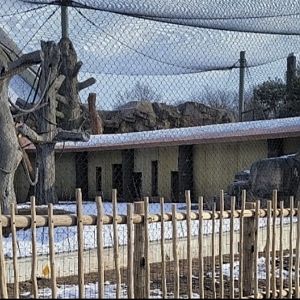 Gorilla Grove 23/1/22