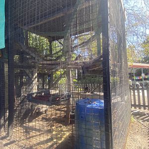 South American Coati Exhibit