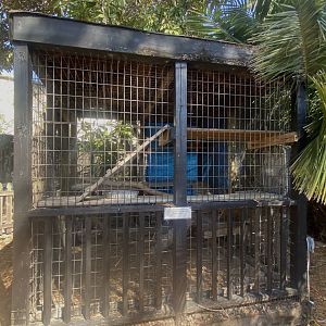 Green Iguana Exhibit