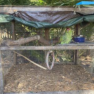 Red-Lored Amazon Exhibit