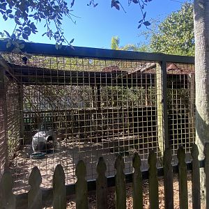 African Crested Porcupine Exhibit