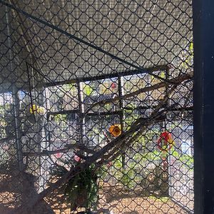 Keel-Billed Toucan Exhibit