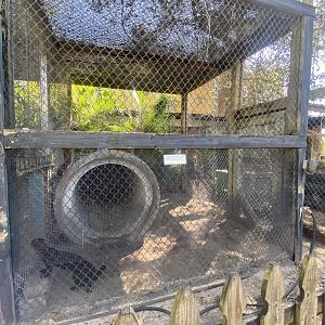 Tayra Exhibit