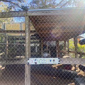 Northern Raccoon Exhibit