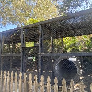 Tayra Exhibit