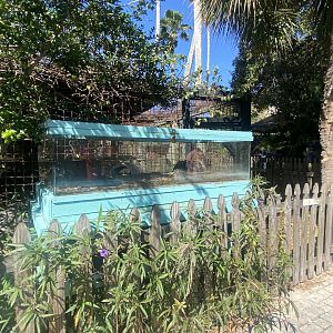 Florida Box Turtle Exhibit