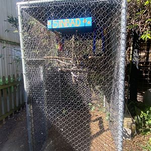 Double Yellow-Headed Amazon Exhibit