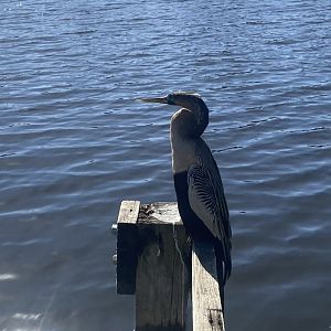 Anhinga