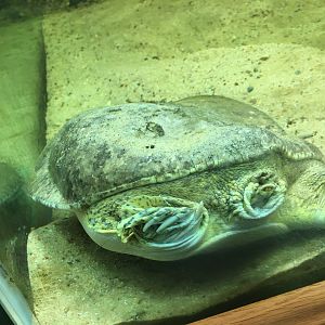 Smooth Softshell Turtle