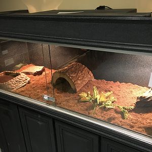 Ornate Box Turtle Terrarium