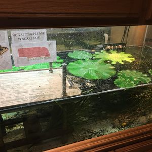 Northern Leopard Frog Terrarium