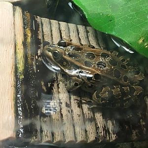 Northern Leopard Frog