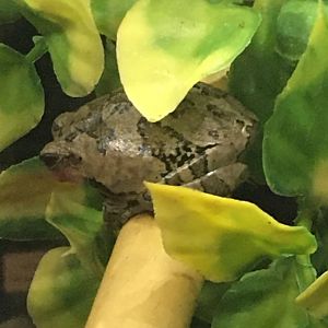 Gray Tree Frog