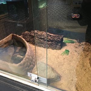 Western Tiger Salamander Terrarium