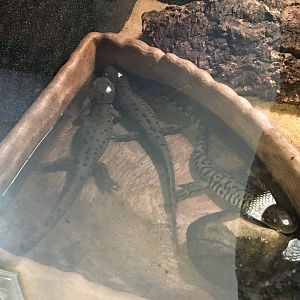 Western Tiger Salamander