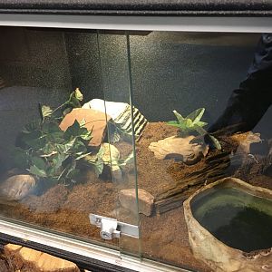 Speckled Kingsnake Terrarium