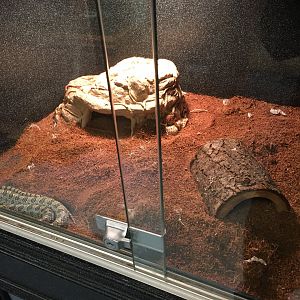 Prairie Kingsnake Terrarium