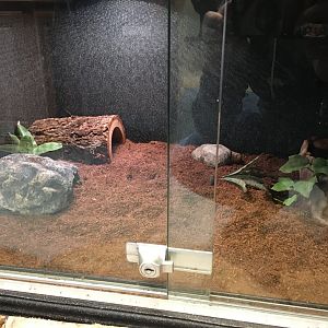 Woodhouse's Toad Terrarium