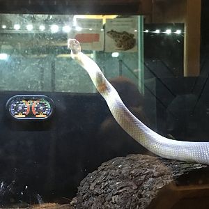 Albino Corn Snake