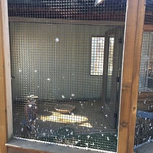 Ferruginous Hawk Exhibit