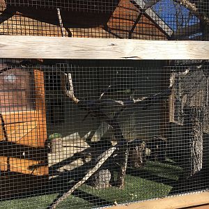 Great Horned Owl Exhibit