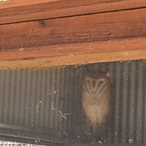 Barn Owl