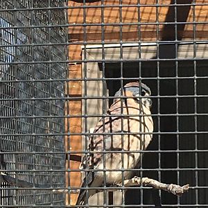 American Kestrel