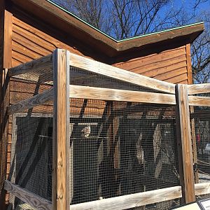 American Kestrel/Barn Owl Building